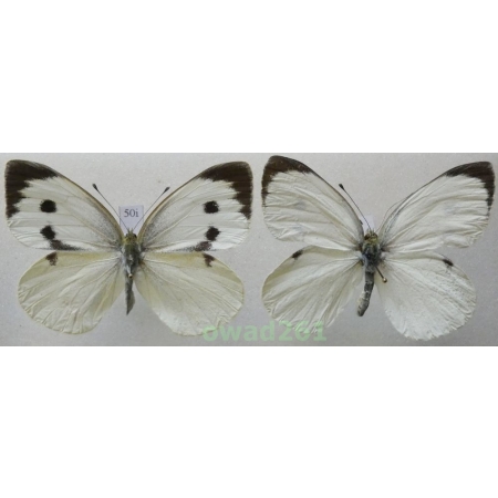 Pieris brassicae (Linnaeus, 1758) pair Czech50i